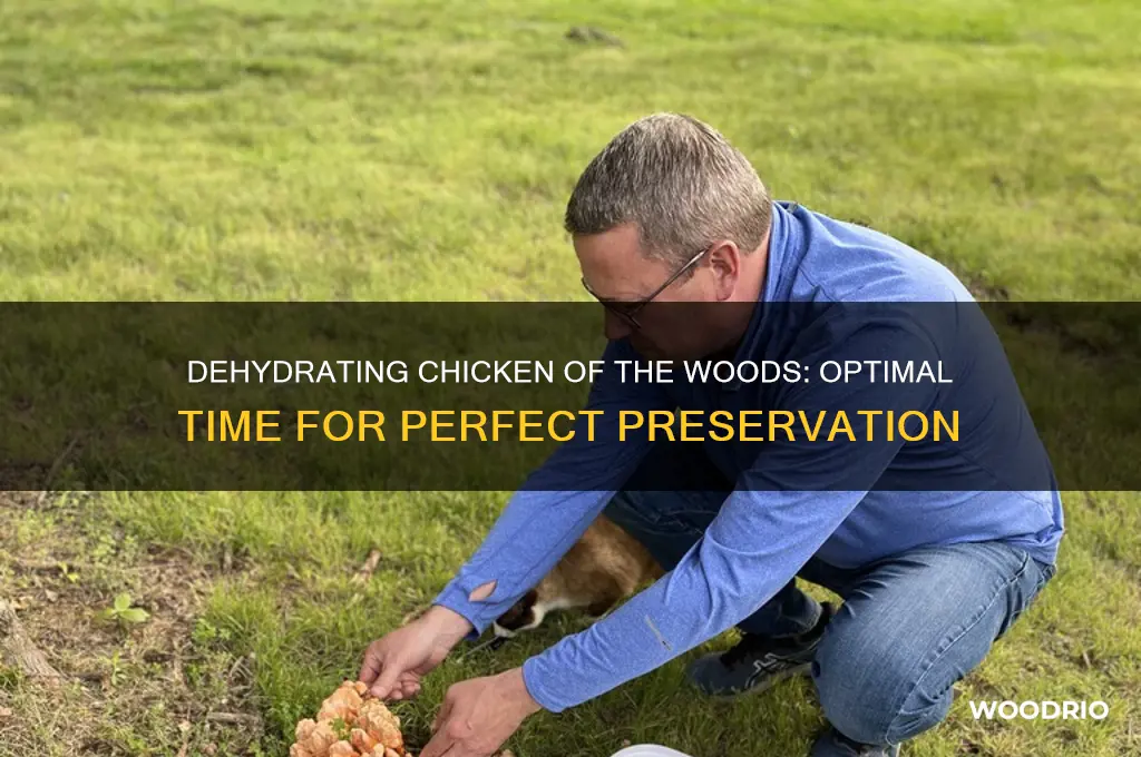 how long to dehydrate chicken of the woods