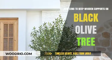 Supporting Your Black Olive Tree: When to Remove Wooden Props