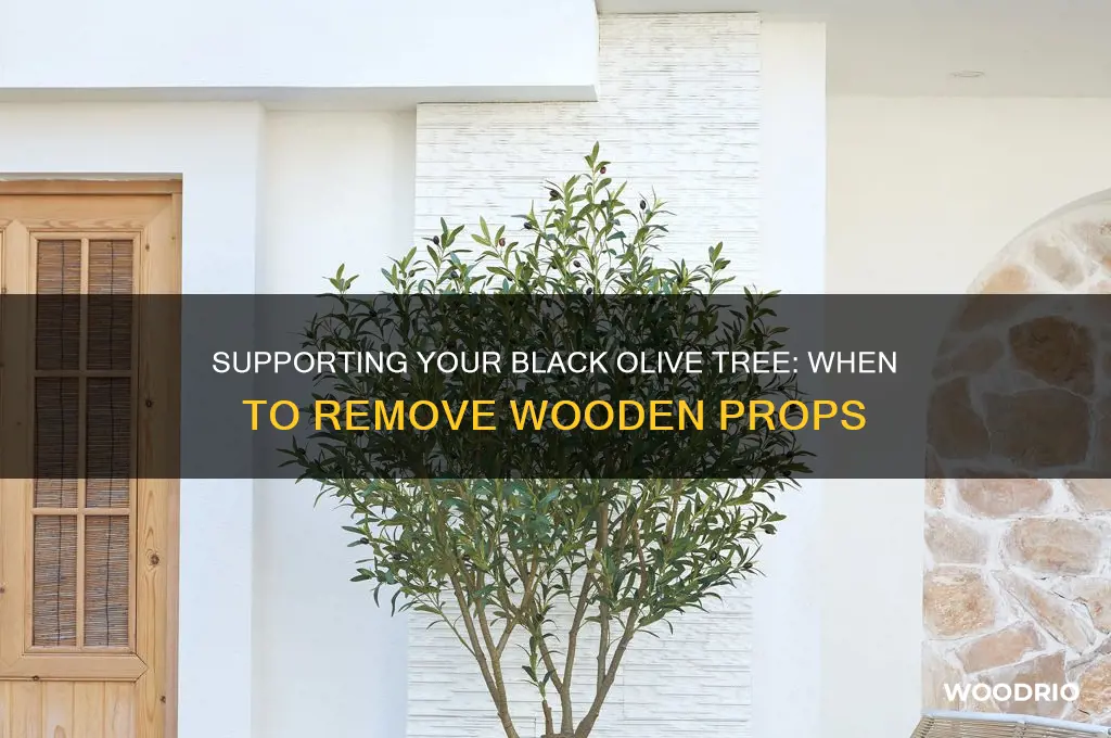 how long to keep wooden supports on black olive tree