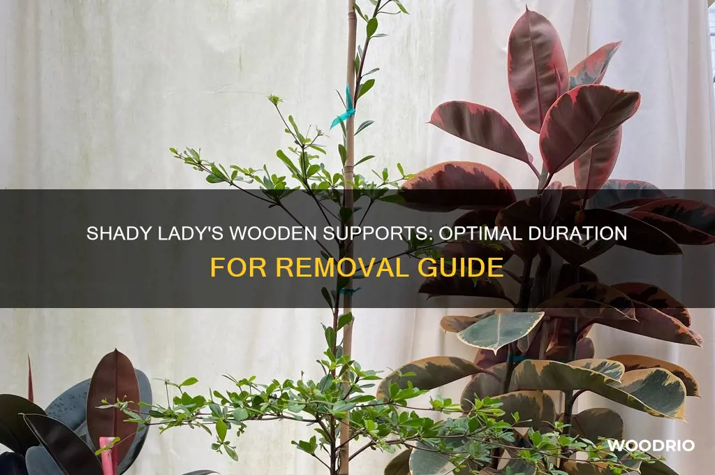 how long to keep wooden supports on shady lady