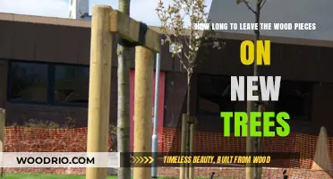 Optimal Time to Leave Wood Supports on Young Trees: A Guide