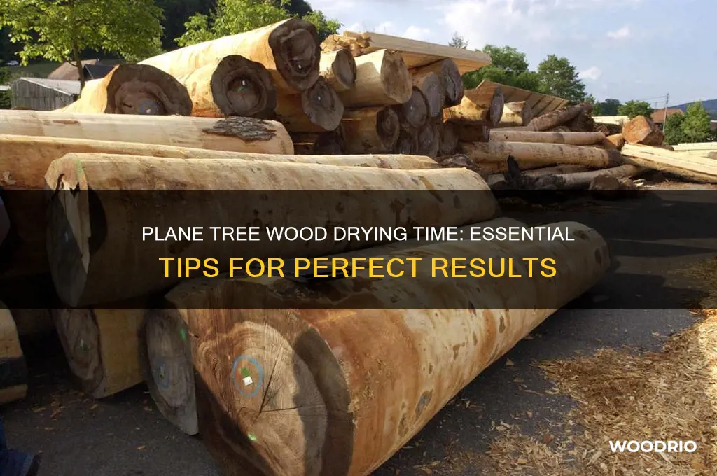 how long to plane tree wood