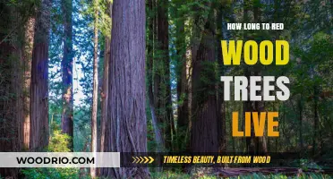 Redwood Trees Lifespan: Uncovering Their Remarkable Longevity Secrets