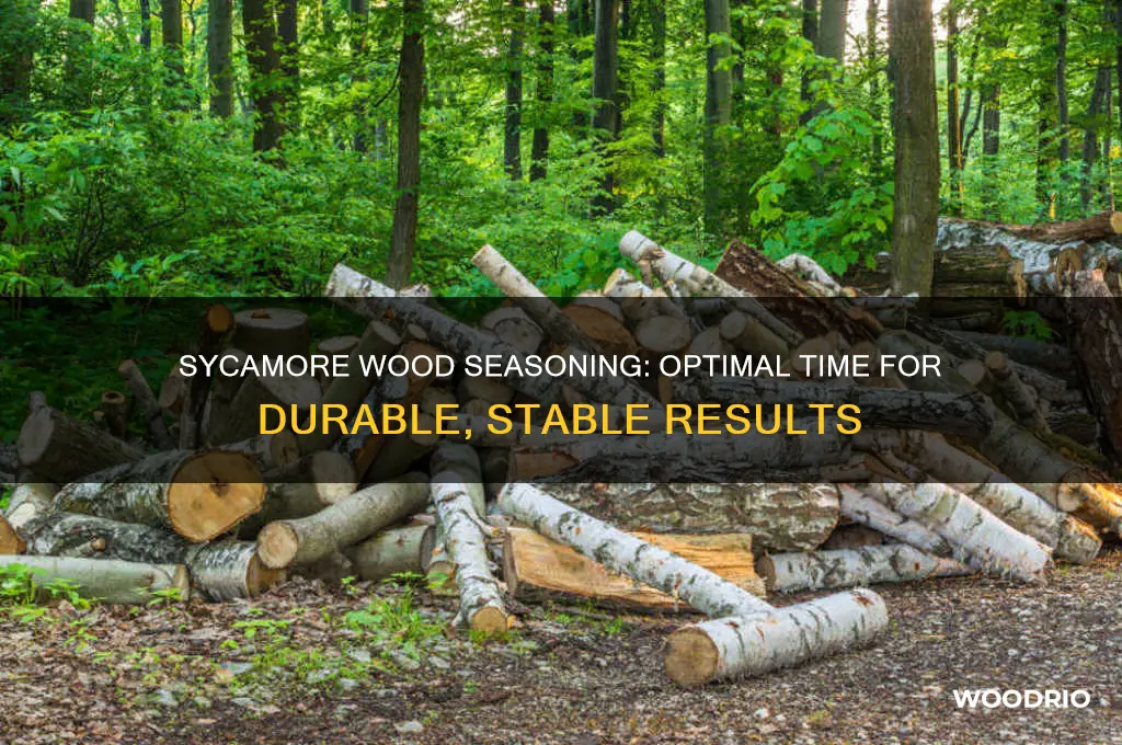 how long to season sycamore wood