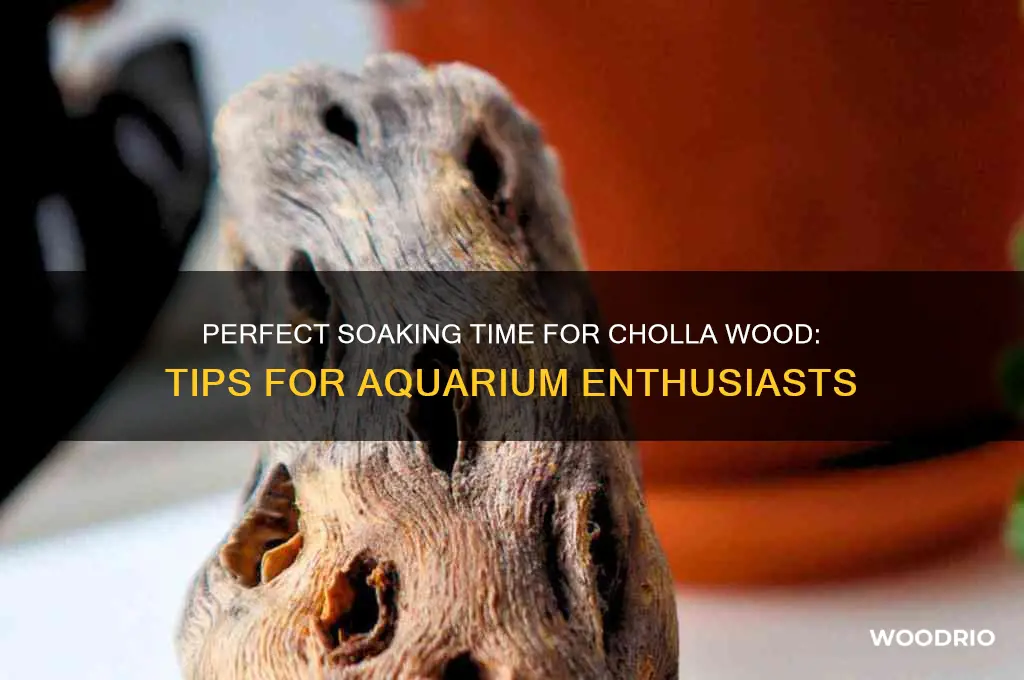 how long to soak cholla wood