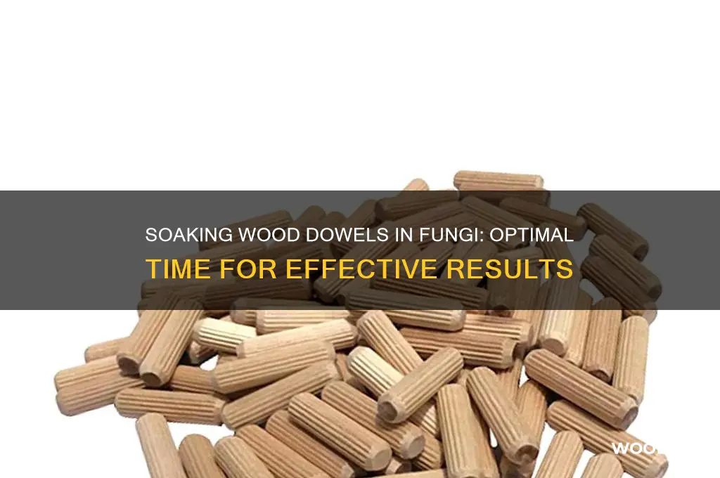 how long to soak wood dowels fungi