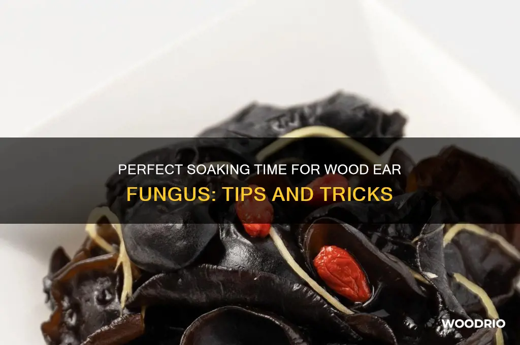 how long to soak wood ear fungus