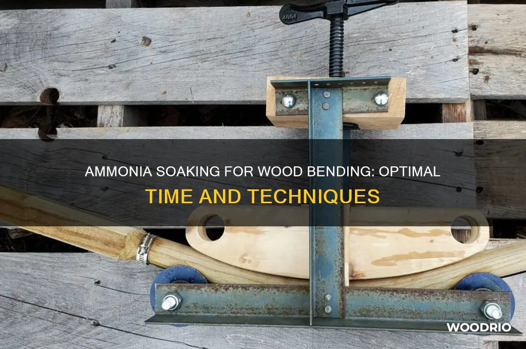 how long to soak wood in ammonia to bend