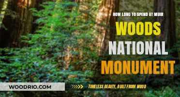 Exploring Muir Woods: Ideal Time to Immerse in Nature's Serenity