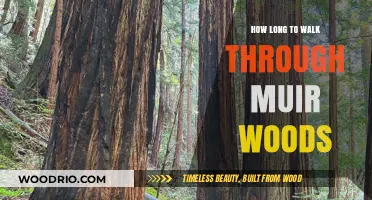 Exploring Muir Woods: Walking Time and Trail Tips Revealed