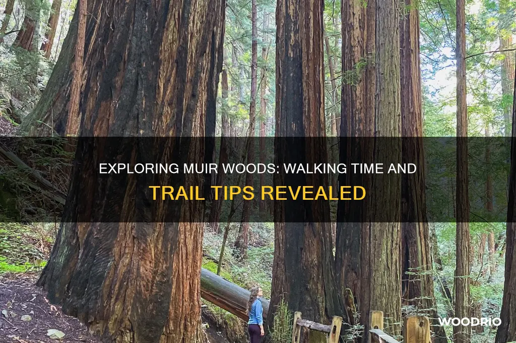 how long to walk through muir woods