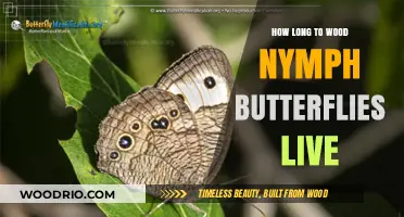 Wood Nymph Butterflies Lifespan: Understanding Their Brief Yet Fascinating Life Cycle