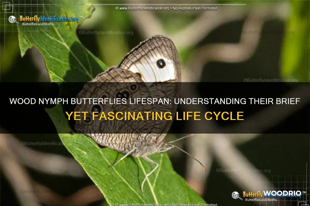 how long to wood nymph butterflies live