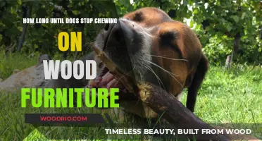 Preventing Wood Furniture Chewing: When Do Dogs Outgrow This Habit?