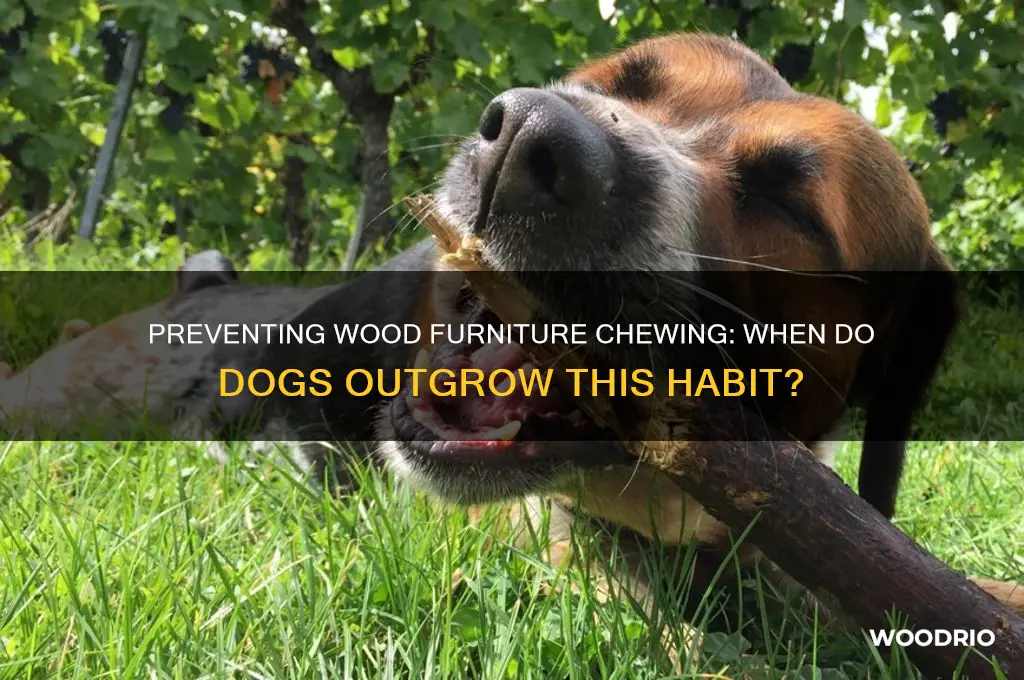 how long until dogs stop chewing on wood furniture