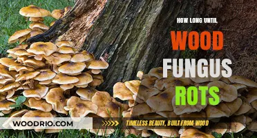 Understanding Wood Fungus Decay: How Long Until Rot Sets In?