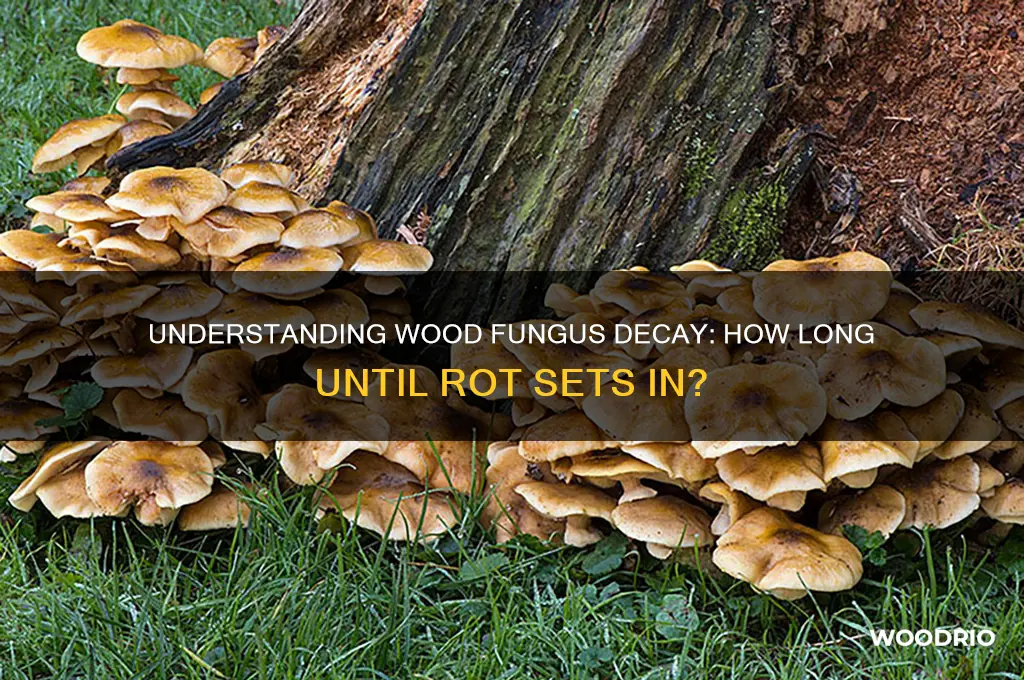 how long until wood fungus rots