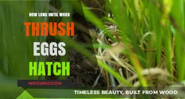 Wood Thrush Egg Hatching Timeline: What to Expect and When