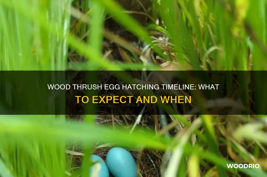 how long until wood thrush eggs hatch