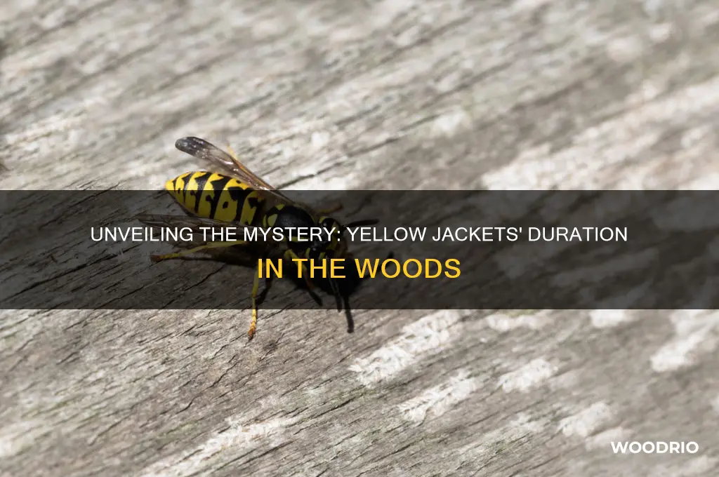 how long were the yellow jackets in the woods