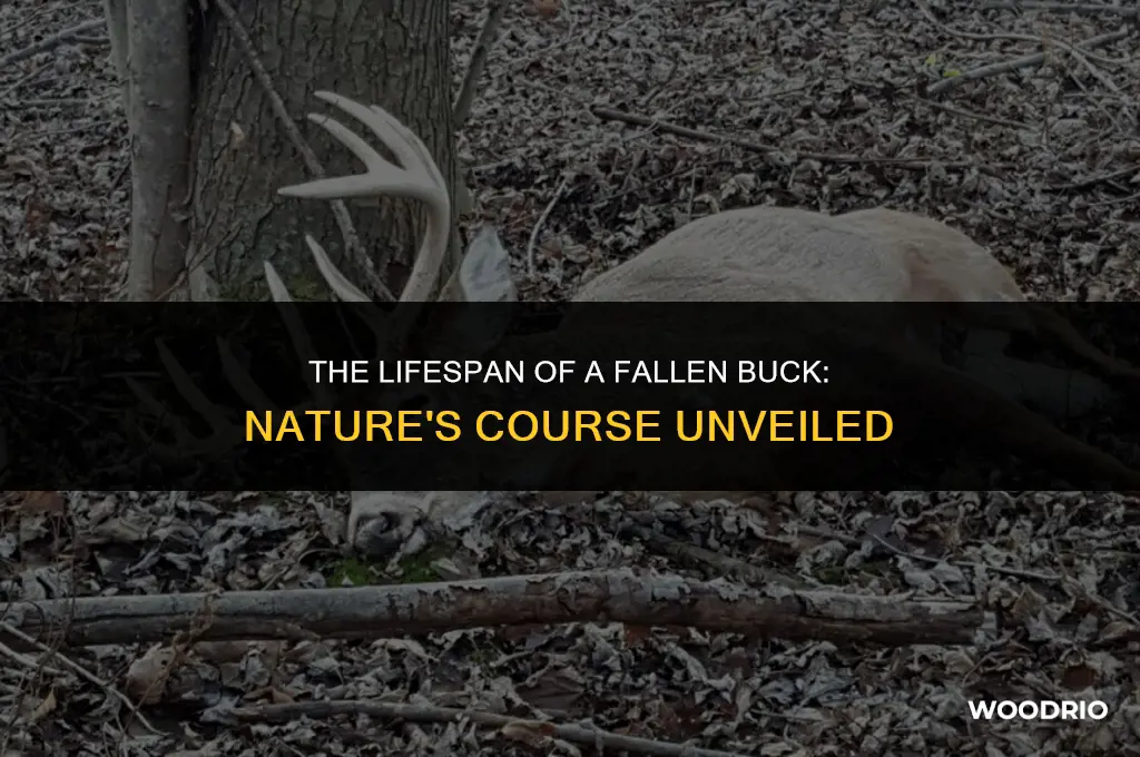 how long will a dead deer last in the woods