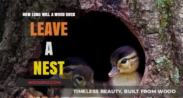 Wood Duck Nesting Habits: Understanding Their Departure Timeline