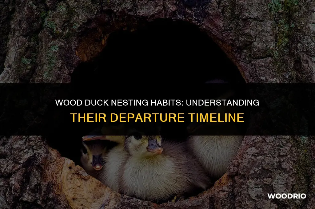 how long will a wood duck leave a nest
