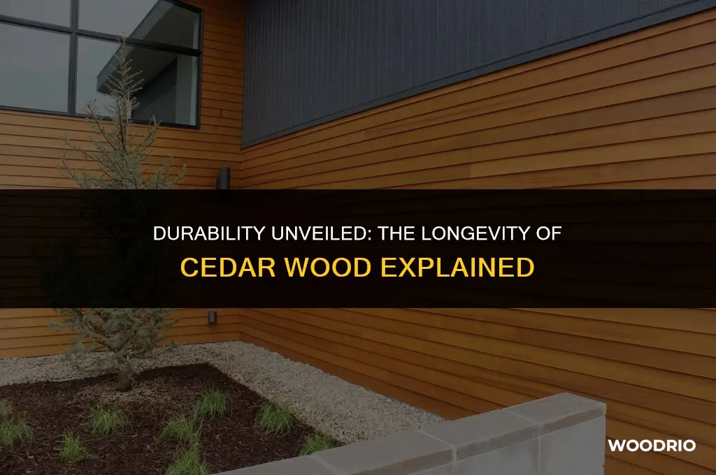 how long will cedar wood last