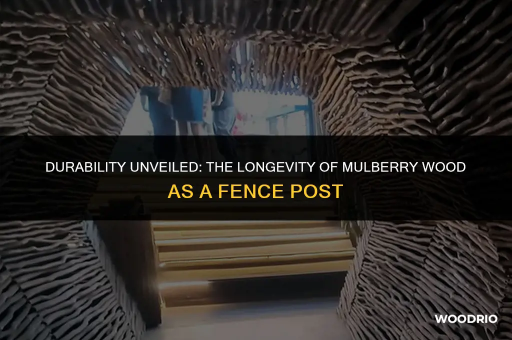 how long will mulberry wood last as fence post