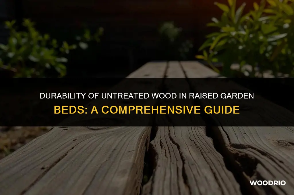 how long will untreated wood last in raised beds