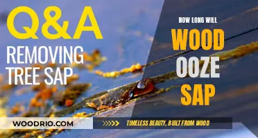 Understanding the Duration of Sap Oozing from Wood: A Comprehensive Guide