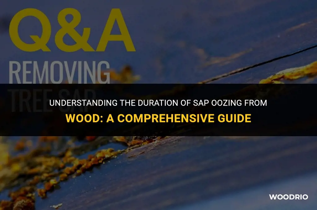 how long will wood ooze sap