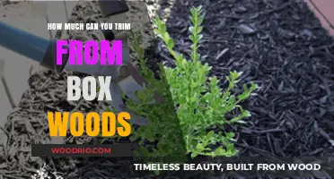Pruning Perfection: The Art of Trimming Boxwoods
