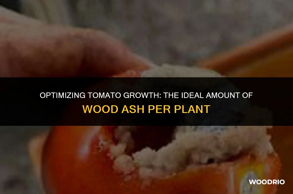 how much wood ash per tomato plant