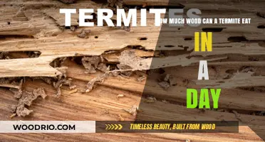 Termite Feeding Frenzy: Unbelievable Daily Wood Consumption Revealed!
