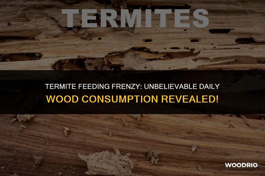 how much wood can a termite eat in a day