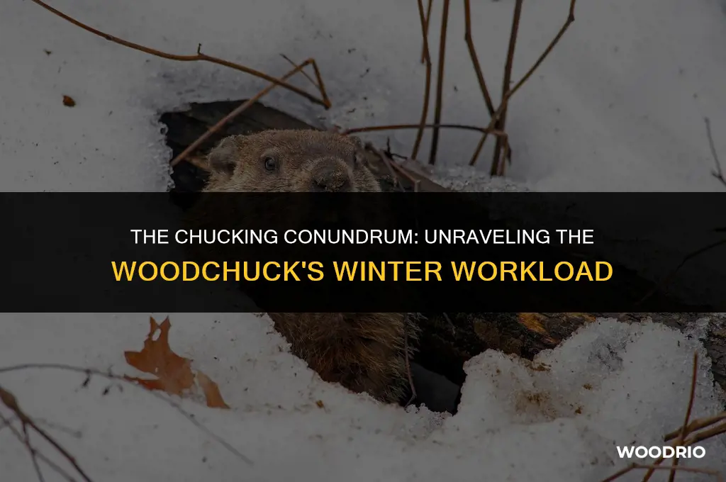 how much wood chuck