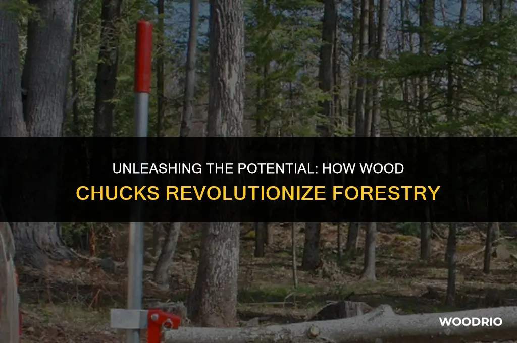 how much would a wood chuck wood