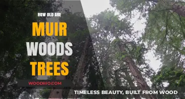 Unveiling the Ancient Secrets: Muir Woods Trees' Timeless Ages