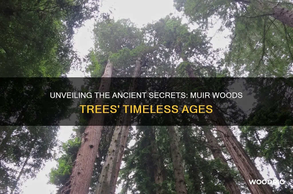 how old are muir woods trees