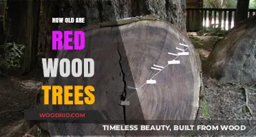 Unveiling the Timeless Majesty: Age of Ancient Redwood Trees