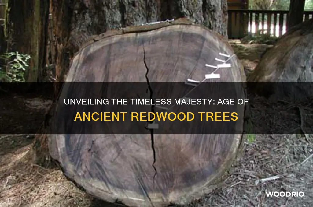 how old are red wood trees