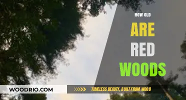 Unveiling the Timeless Majesty: Age Secrets of the Redwoods