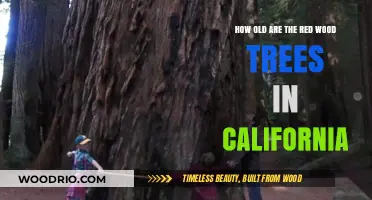 California's Majestic Redwoods: Unveiling the Age of Ancient Giants