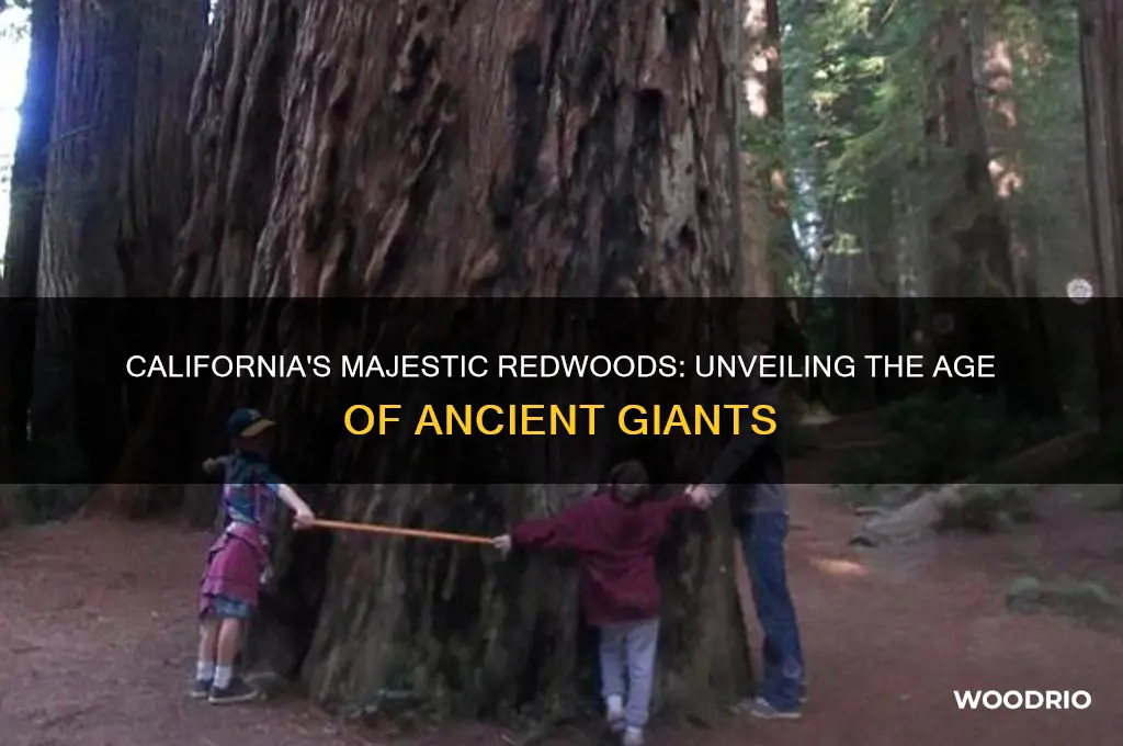 how old are the red wood trees in california