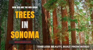 Unveiling the Ancient Secrets of Sonoma's Majestic Redwoods
