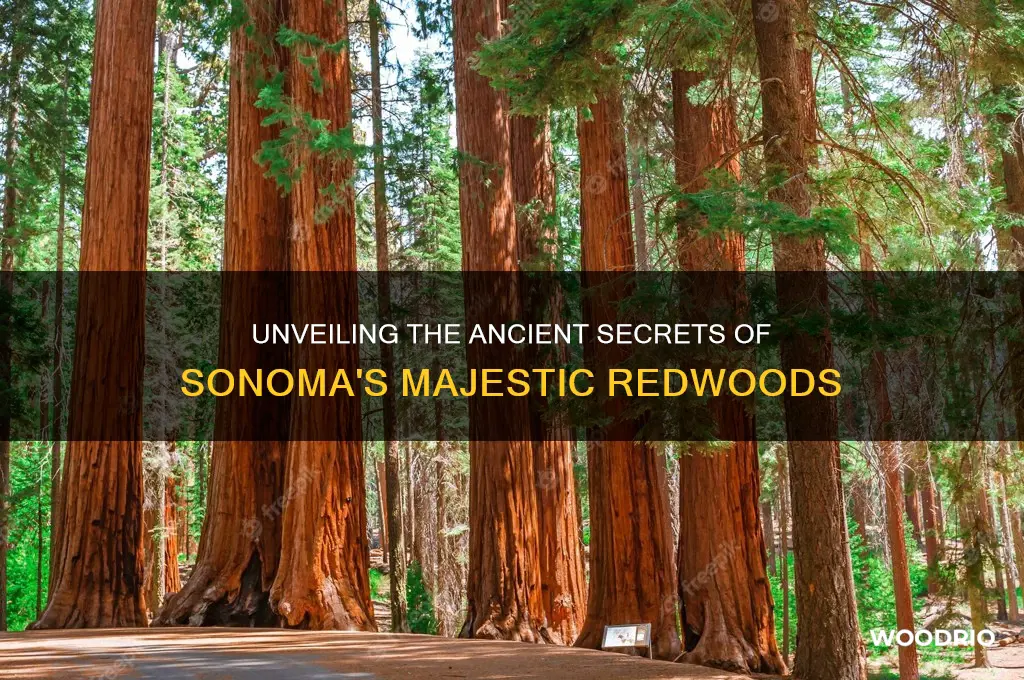 how old are the red wood trees in sonoma