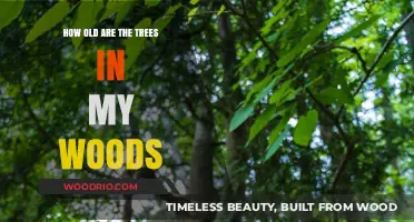 Discovering the Age of Trees in Your Woodland Sanctuary