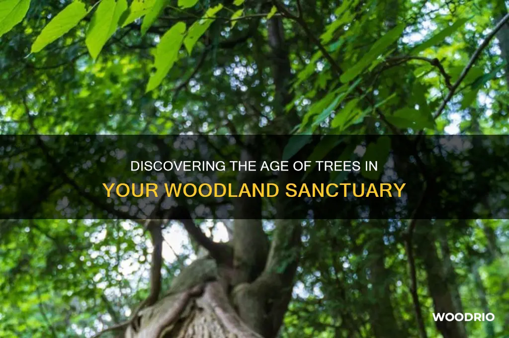 how old are the trees in my woods