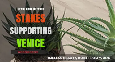 Venice's Ancient Foundations: Uncovering the Age of Its Wooden Stakes